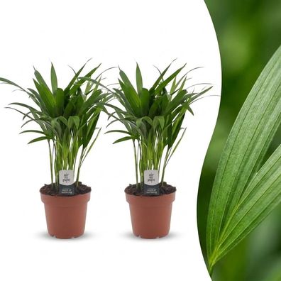 Areca Lutescens – Goldpalme – 2 Pflanzen - Ø12cm - 35-45cm