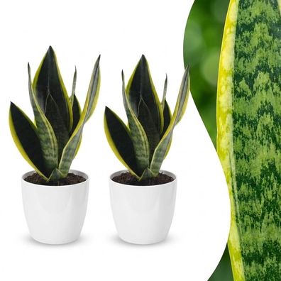 Sansevieria Future Superb – Frauenzunge – 2 Pflanzen – mit weißem Topf - Ø