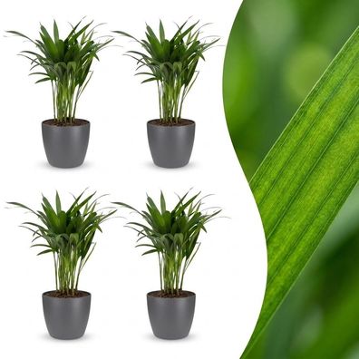 Areca Lutescens – Goldpalme – 4 Pflanzen – mit grauem Topf - Ø12cm - 35-45cm