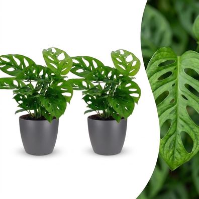 Monstera Adansonii – Rhaphidophora Tetrasperma – 2 Pflanzen – mit grauem Top