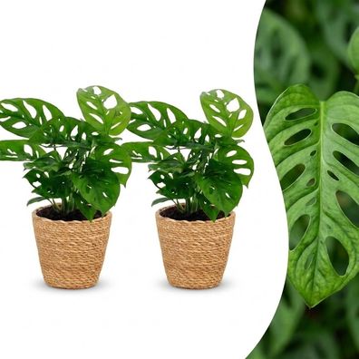 Monstera Adansonii – Rhaphidophora Tetrasperma – 2 Pflanzen – mit Korb - Ø1