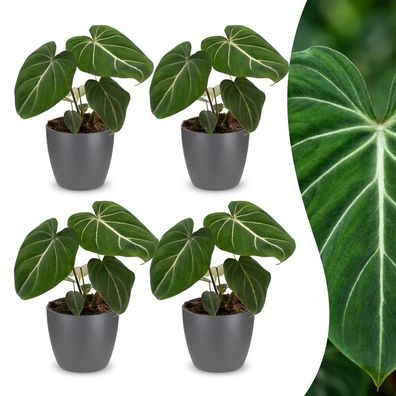 Philodendron Gloriosum – Glorie-Philodendron – 4 Pflanzen – mit grauem Topf