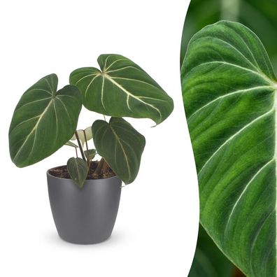 Philodendron Gloriosum – Glorie-Philodendron – mit grauem Topf - Ø12cm - 25cm