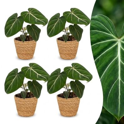 Philodendron Gloriosum – Glorie-Philodendron – 4 Pflanzen – mit Korb - Ø12c