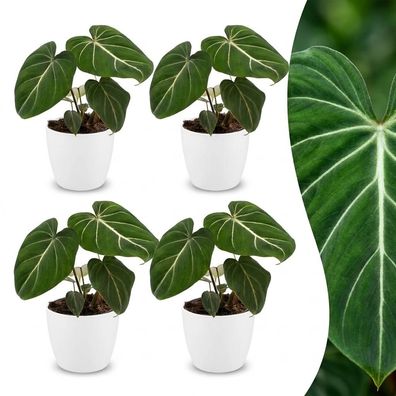 Philodendron Gloriosum – Glorie-Philodendron – 4 Pflanzen – mit weißem Topf