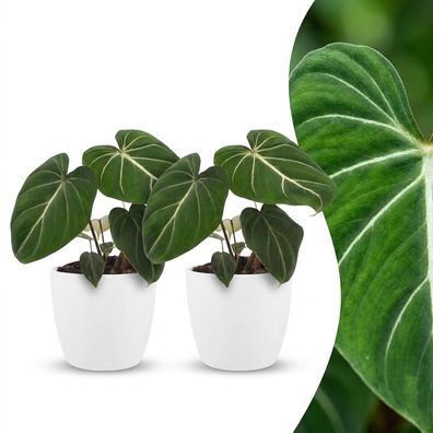 Philodendron Gloriosum – Glorie-Philodendron – 2 Pflanzen – mit weißem Topf