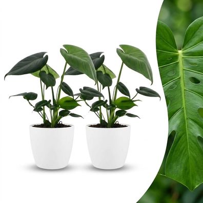 Monstera Deliciosa – Lochblume – 2 Pflanzen – mit weißem Topf - Ø12cm - 30cm