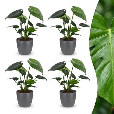 Monstera Deliciosa – Lochblume – 4 Pflanzen – mit grauem Topf - Ø12cm - 30cm