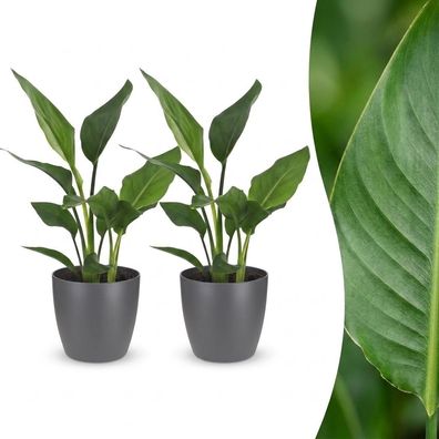 Strelitzia Reginea – Paradiesvogelblume – 2 Pflanzen – mit grauem Topf - Ø1