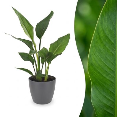 Strelitzia Reginea – Paradiesvogelblume – mit grauem Topf - Ø12cm - 25-35cm