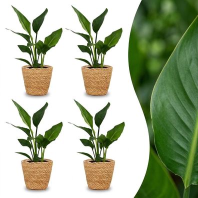 Strelitzia Reginea – Paradiesvogelblume – 4 Pflanzen – mit Seegras-Korb - Ø
