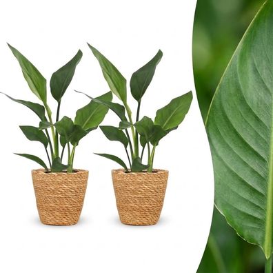 Strelitzia Reginea – Paradiesvogelblume – 2 Pflanzen – mit Korb - Ø12cm - 2