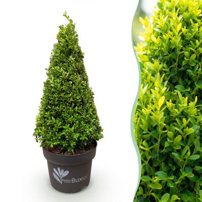 Buxus Pyramide – BetterBuxus Skylight – Resistent gegen den Buxus-Pilz - Ø23c