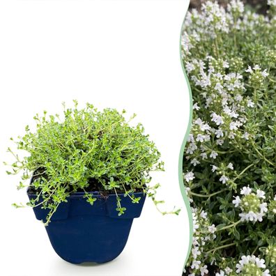 Thymus praecox Albiflorus – Weißer Kriechthymian – Duftend – Weiß – 24 P