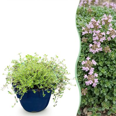 Thymus praecox Minor – Kriechender Thymian – Duftend – Rosa – 24 Pflanzen