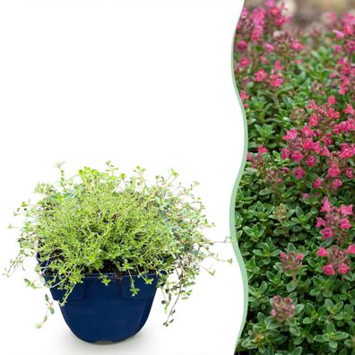 Thymus praecox Red Carpet – Kriechender Thymian – Duftend – Rot-Rosa – 24