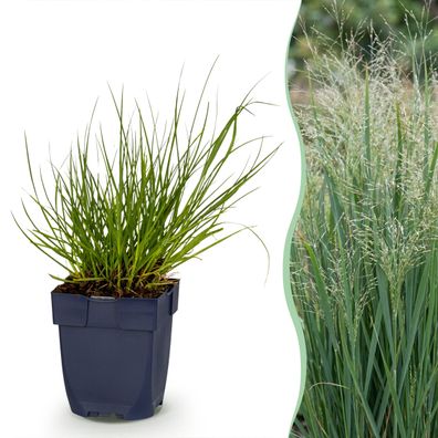 Panicum virg Northwind – Präriegras – mit Rispen – grün – 24 Pflanzen