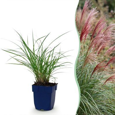 Miscanthus sin Red Chief – Pampasgras – mit Rispen – grün – 24 Pflanzen