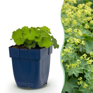 Alchemilla mollis – Frauenmantel – Bodendecker – Gelb – 24 Pflanzen - Ø11