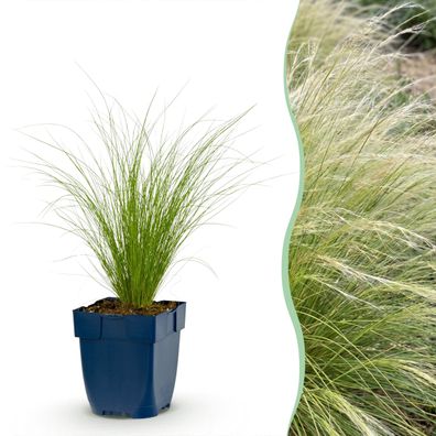 Stipa tenuissima „Ponytails“ – Federgras – Immergrün – Grün – 12 Pfl
