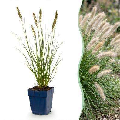 Pennisetum alop Hameln – Lampenputzergras – mit Rispen – grün – 12 Pflanz