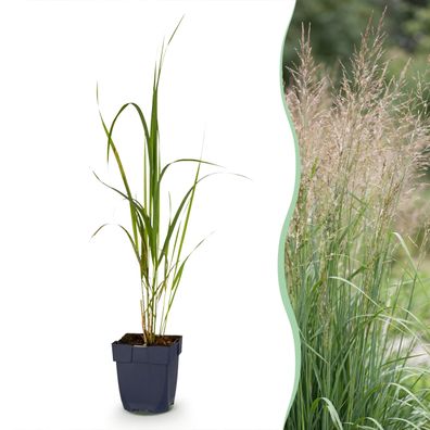 Molinia arund Karl Foerster – Rohrglanzgras – mit Rispen – grün – 12 Pfla