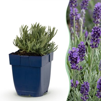 Lavandula ang Munstead – Lavendel – Duftend – Violett – 12 Pflanzen - Ø11