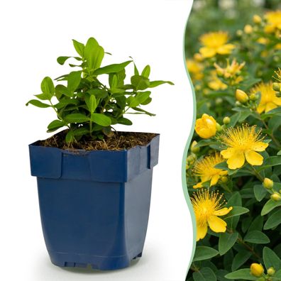 Hypericum calycinum – Johanniskraut – Bienen- und Schmetterlingsmagnet – Gel