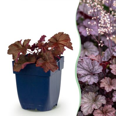 Heuchera micr Palace Purple – Purpurglöckchen – Schatten – Violett – 6 Pf