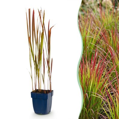Imperata cylindrica Red Baron – Japanisches Blutgras – Rote Ausläufer – Rot