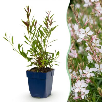 Gaura lindh Whirling Butterflies – Prachtkerze – Bienen- und Schmetterlingsloc