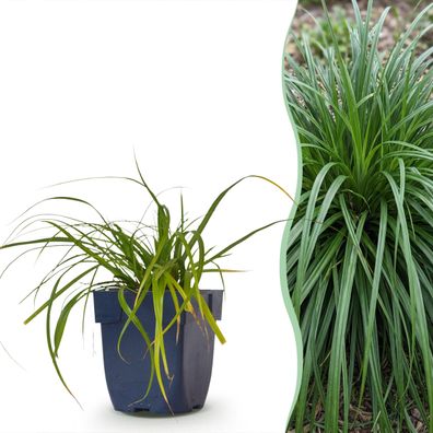 Carex oshimensis Evergreen – Japanische Segge – Immergrün – Grün - Ø11cm