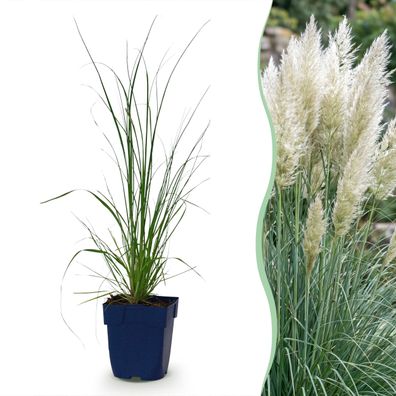 Cortaderia sort Pumila – Zwerg-Pampasgras – mit Rispen – grau - Ø11cm - 15