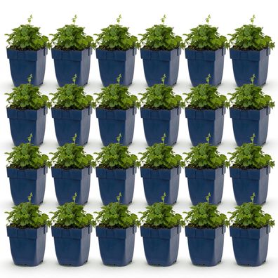 Campanula posch Sorte „Lisduggan“ – Glockenblume – Bodendecker – Weiß ?