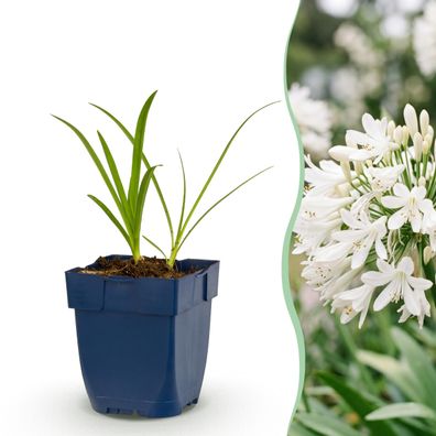 Agapanthus africanus Albus – Afrikanische Lilie – Bienen- und Schmetterlingsma