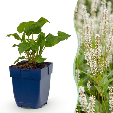 Persicaria ampl Alba – Knöterich – Schatten – Weiß – 12 Pflanzen - Ø11c