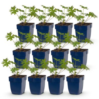 Geranium Johnson's Blue – Storchschnabel – Bodendecker – Blau – 12 Pflanze