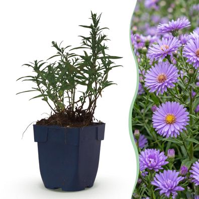 Aster (D) Mittelmeer – Meeresaster – Bienen- und Schmetterlingsmagnet – Viol