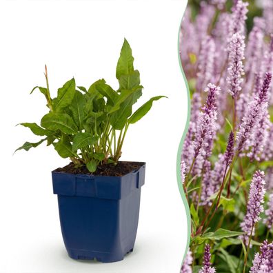 Persicaria ampl Rosea – Knöterich – Schatten – Rosa – 6 Pflanzen - Ø11cm
