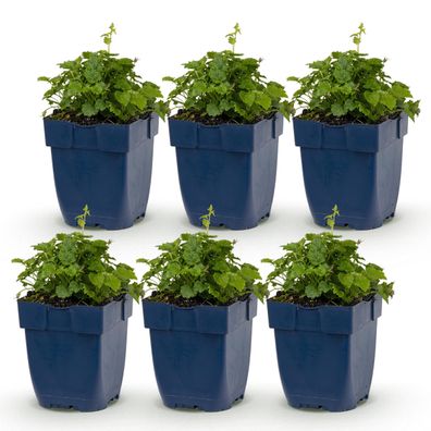 Campanula posch Sorte „Lisduggan“ – Glockenblume – Bodendecker – Weiß ?