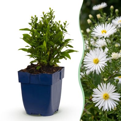 Aster (D) Schneekissen – Meeresaster – Bienen- und Schmetterlingsmagnet – We