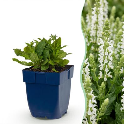 Salvia nem Schneehügel – Salbei – Bienen- und Schmetterlingsmagnet – Weiß
