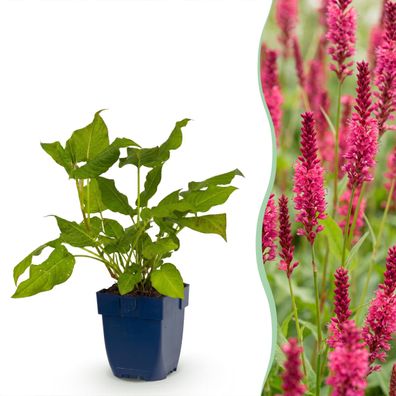 Persicaria amplexicaulis – Knöterich – Schatten – Rot - Ø11cm - 15-25cm