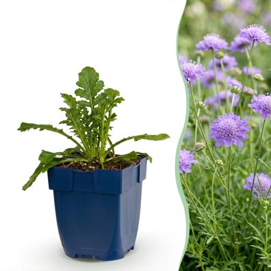 Scabiosa Sorte „Butterfly Blue“ – Taubenkraut – Bienen- und Schmetterlings