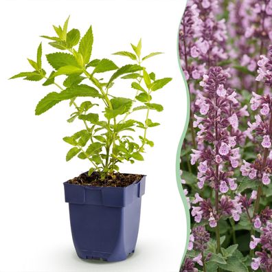 Nepeta sib Wild Orchid – Katzenminze – Bienen- und Schmetterlingslocker – Ro