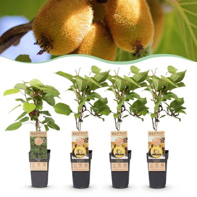 Actinidia Weiki & Golden Kiwi - Kiwi-Pflanze - 1 Männchen - 3 Weibchen - Pflanzen