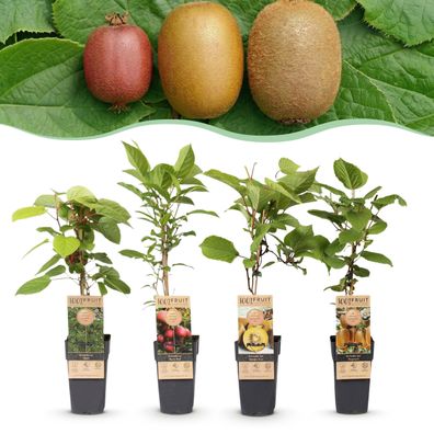 Actinidia Weiki & Hayward Kens Red Golden Kiwi - Kiwi-Pflanze - 1 Männchen - 3 We