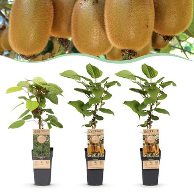 Actinidia Weiki & Hayward - Kiwi-Pflanze - 1 Männchen - 2 Weibchen - Pflanzen - G