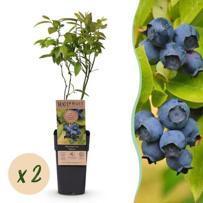 Vaccinium corymbosum Patriot - Heidelbeere - Winterhart - Heidelbeere - 2 Pflanzen