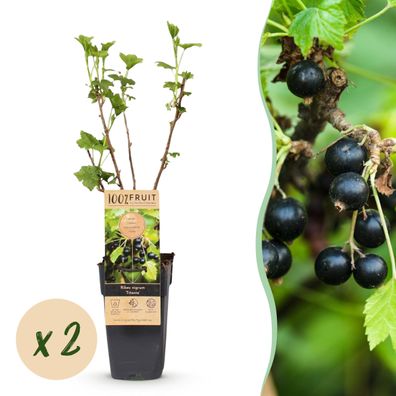 Ribes nigrum Titania - Beerenpflanze - Winterhart - Schwarze Johannisbeere - 2 Pfl